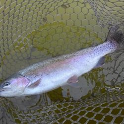 大安トラウトレイク 釣果